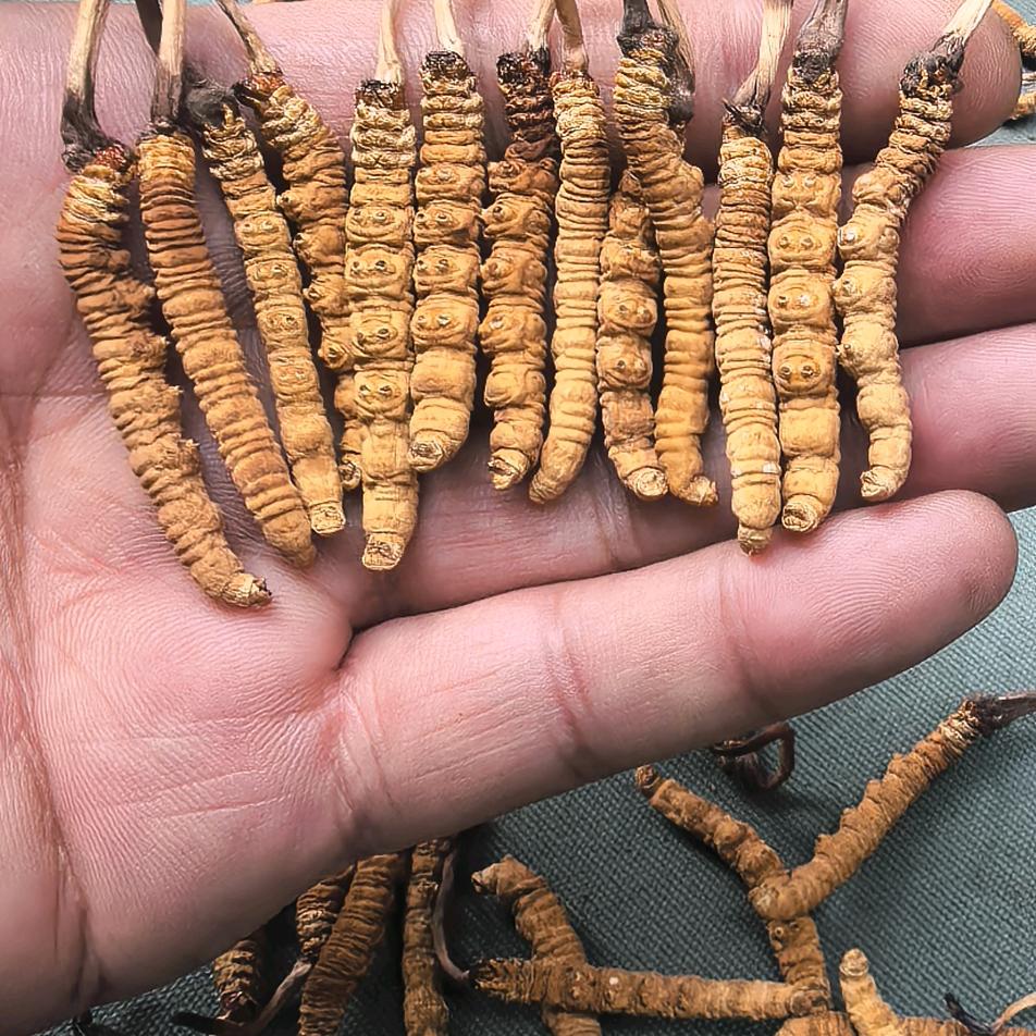 青芝缘