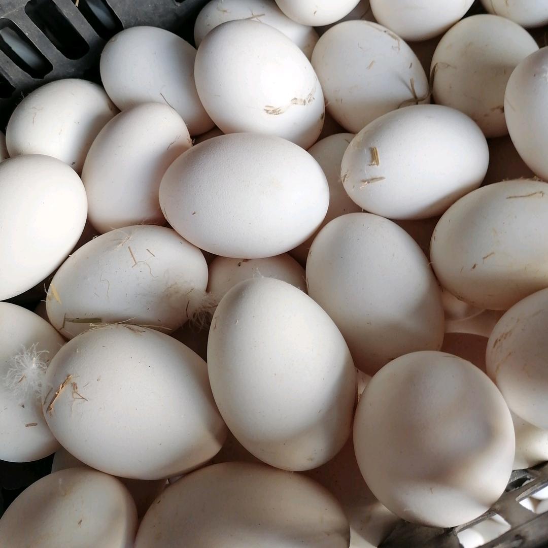 男人、永卟言败