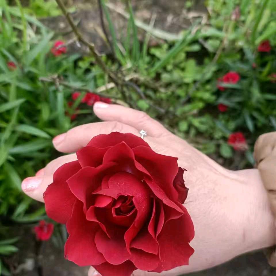 一切随缘》…si…mei…