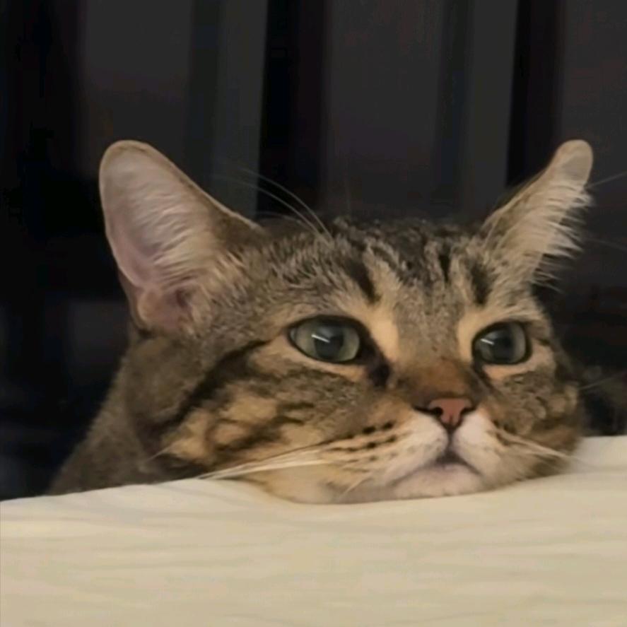 爱喝奶茶的猫