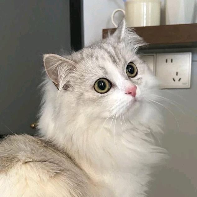 招财猫喵喵