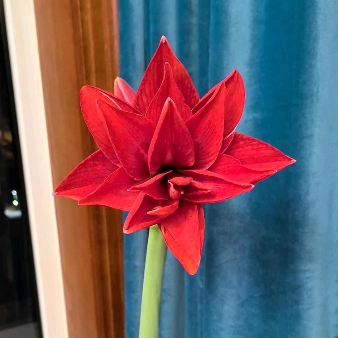 未来好好