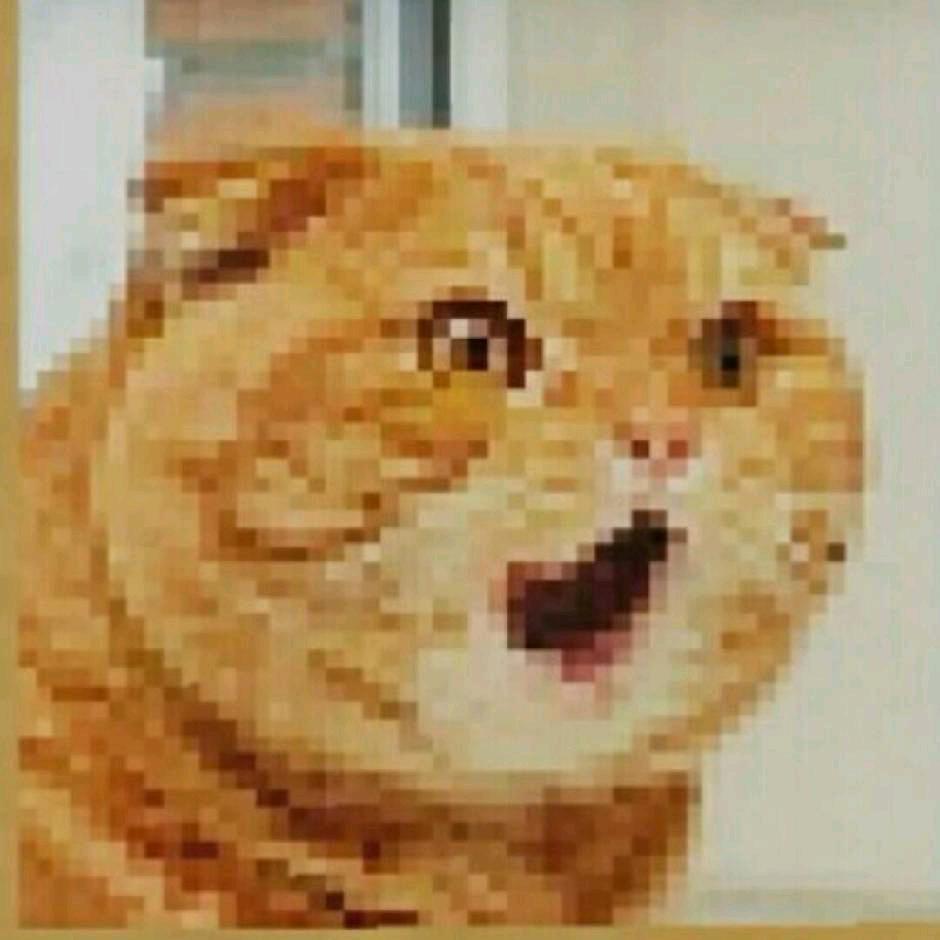 橘猫咆哮