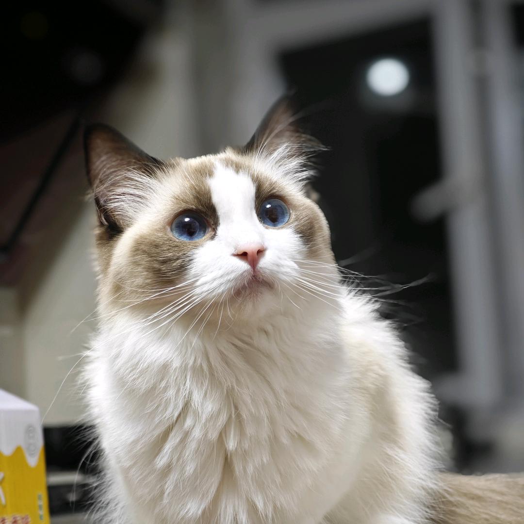 嘻嘻是只猫🐱