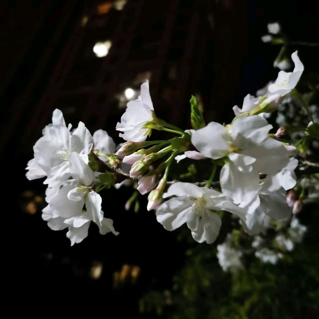 火炎焱@天使的翅膀