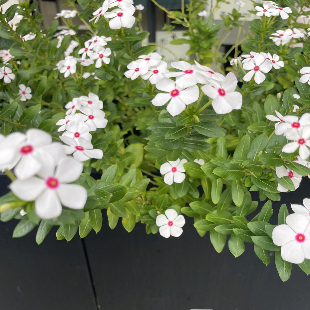 菁菁好物