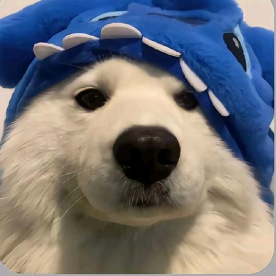 摸鱼的豆沙牛乳