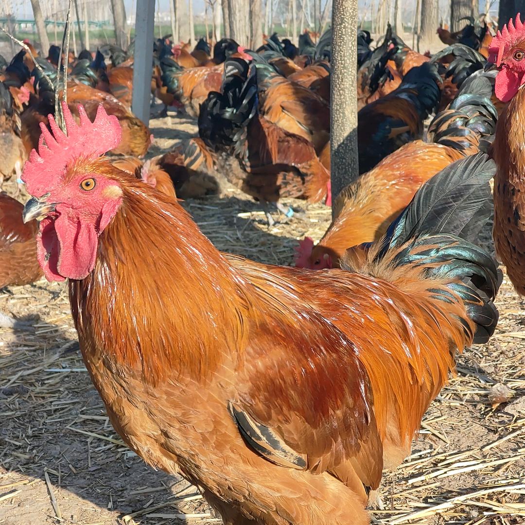 郭沟村扬志养殖场