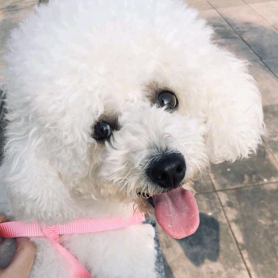 哈小妞