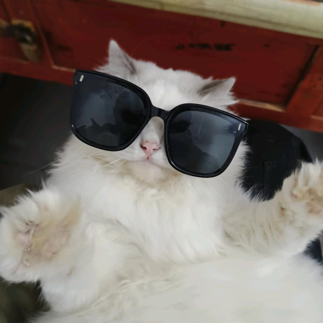 小猫医生开处方药说内服酒精治疗感冒