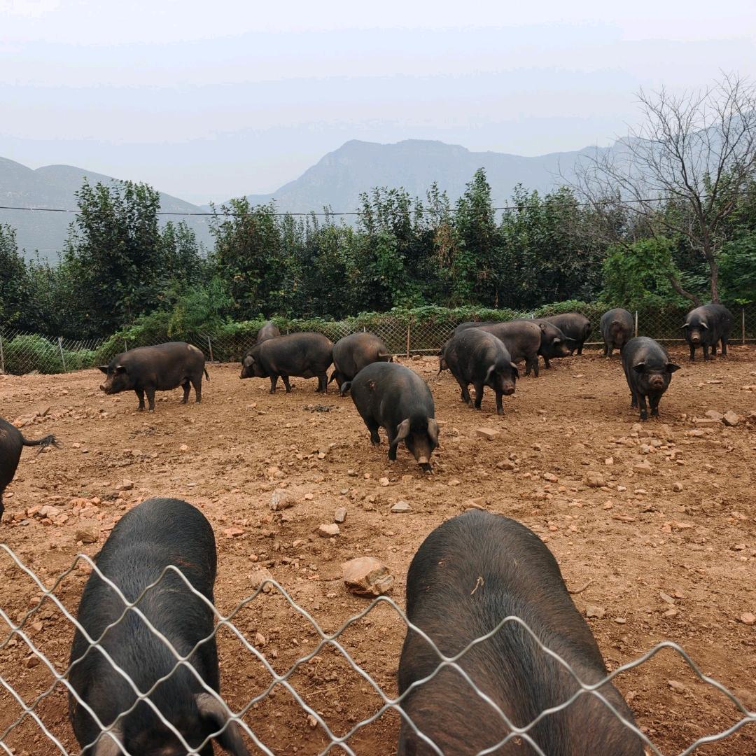 小牛在农村🐷ぅ