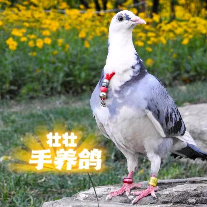 壮壮手养鸽®🕊