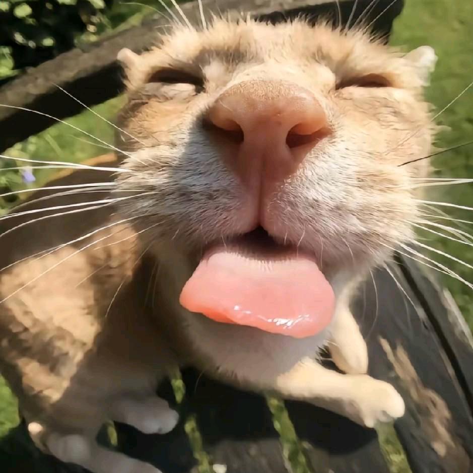 我花开后百花杀