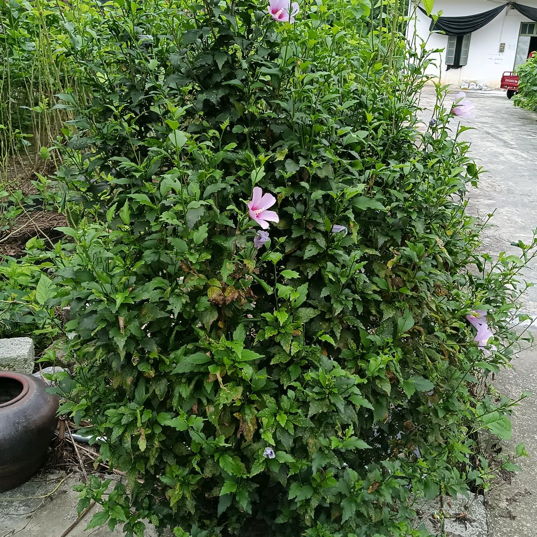 Hlh2022686868陆哥哥