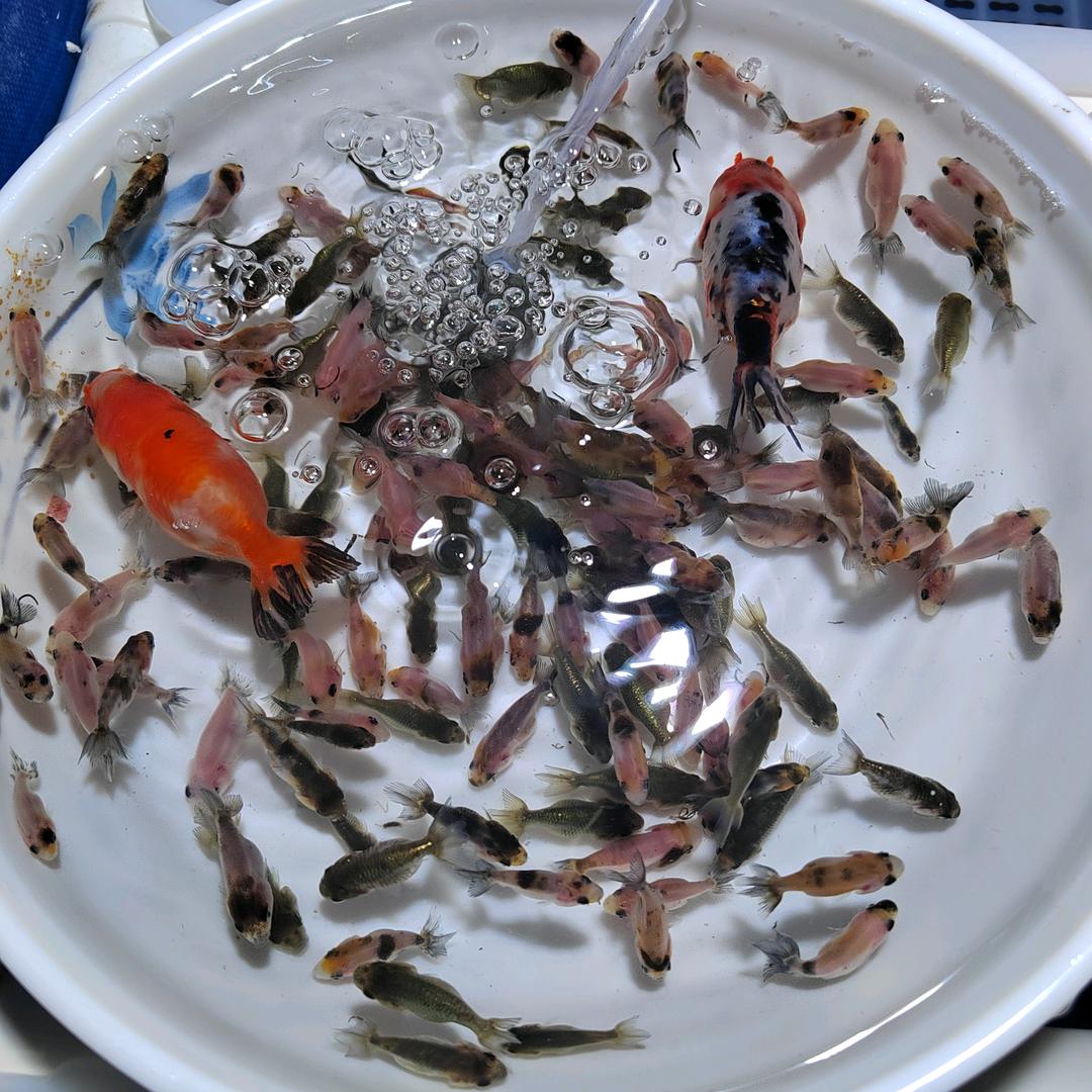 鱼道臻选馆直播号