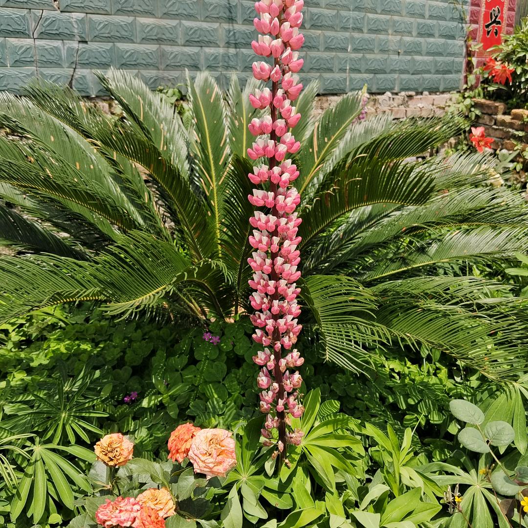 都坪石匠！凿石艺粮