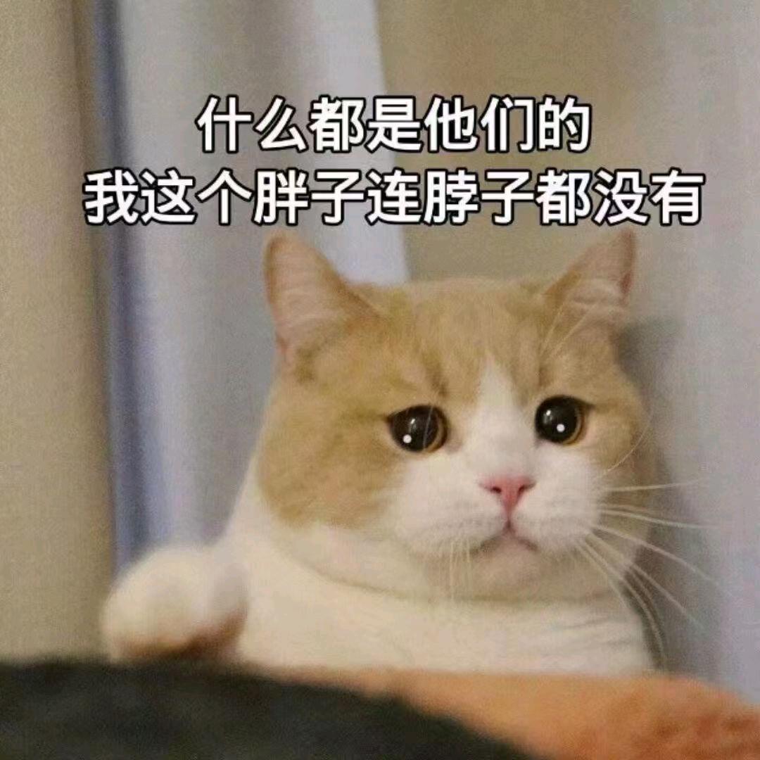 菜饼