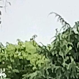 嘻嘻！嗯呢(๑ᵔ⌔ᵔ๑)