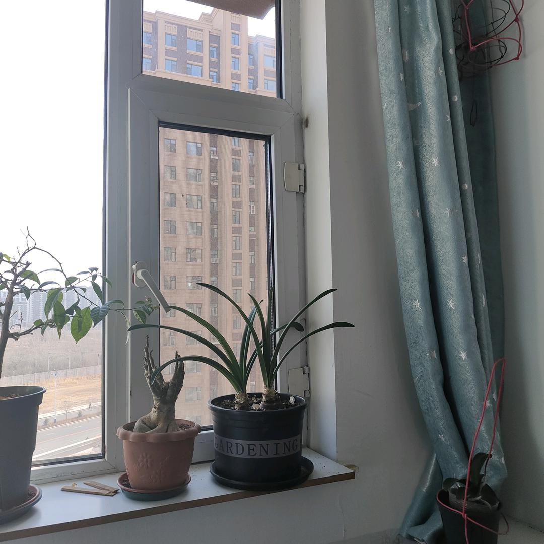花子剪映