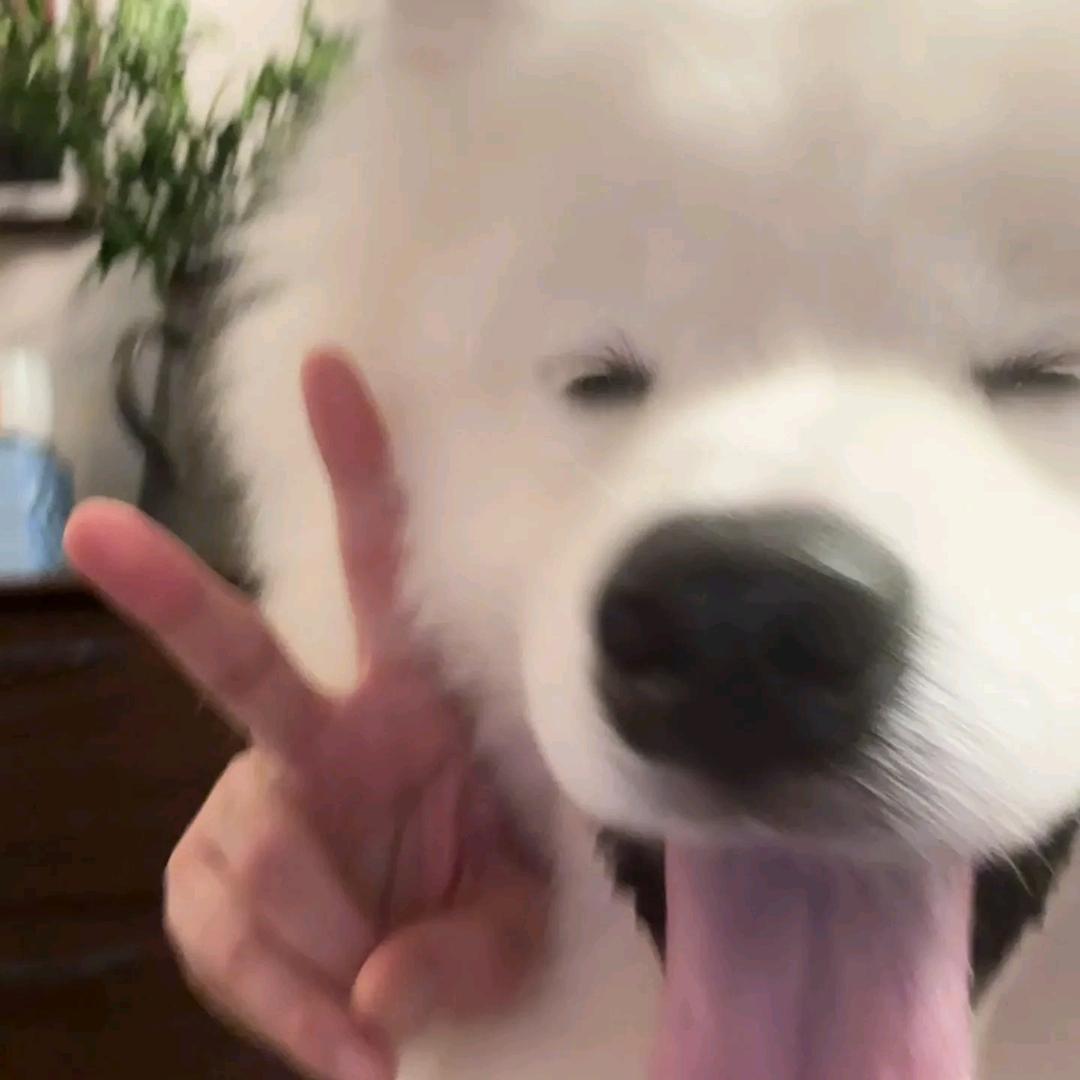 AAAA当代陶渊明（减肥版）