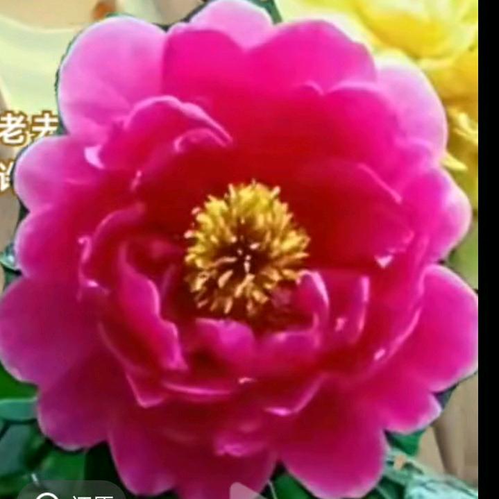 山茶花