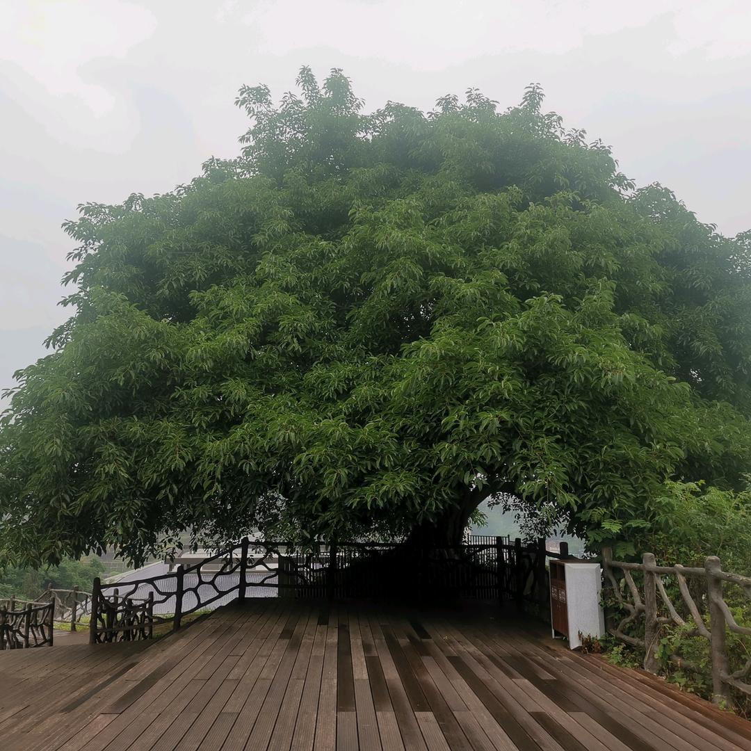 死往哥的故事。