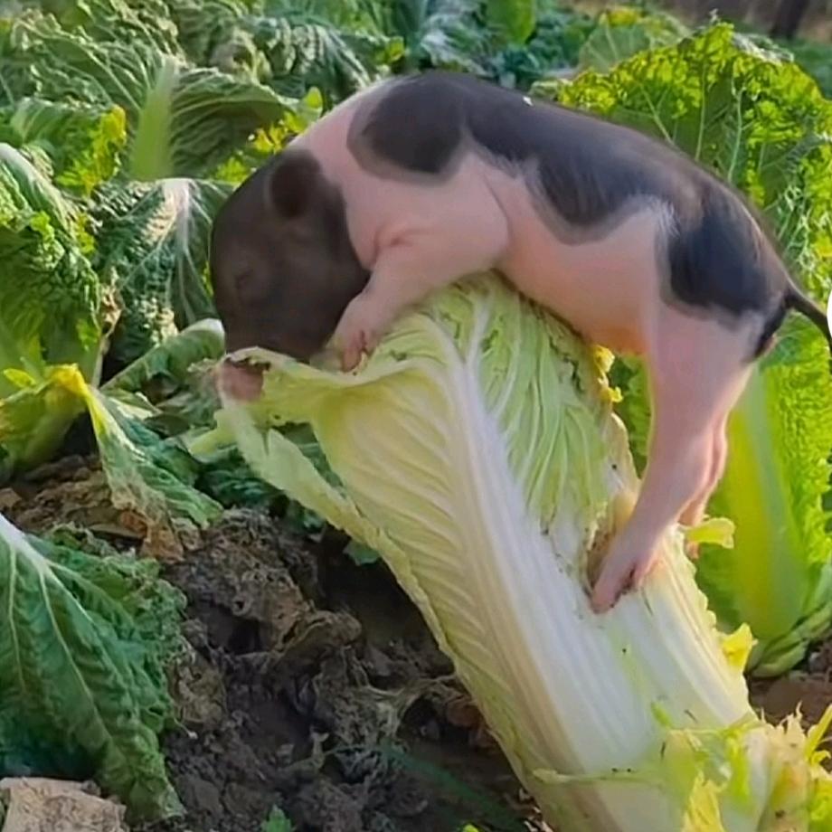 一只小仙☞贺☜