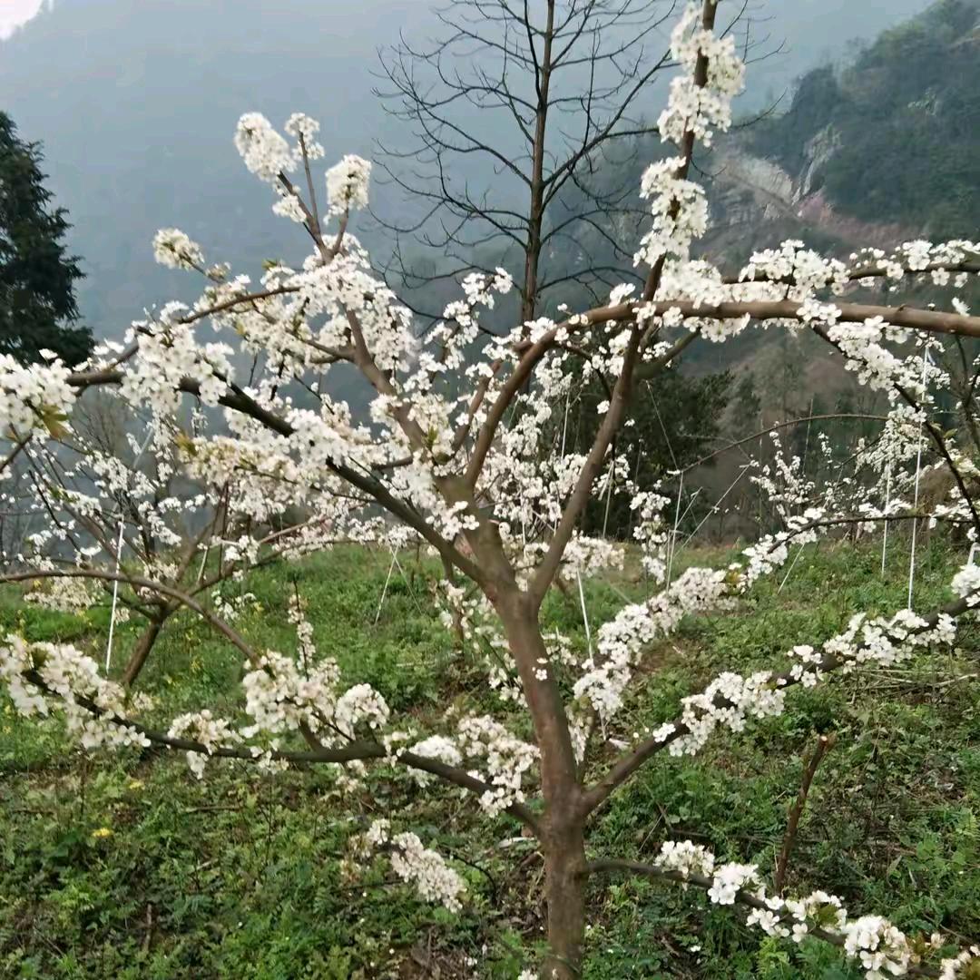 为你而停流