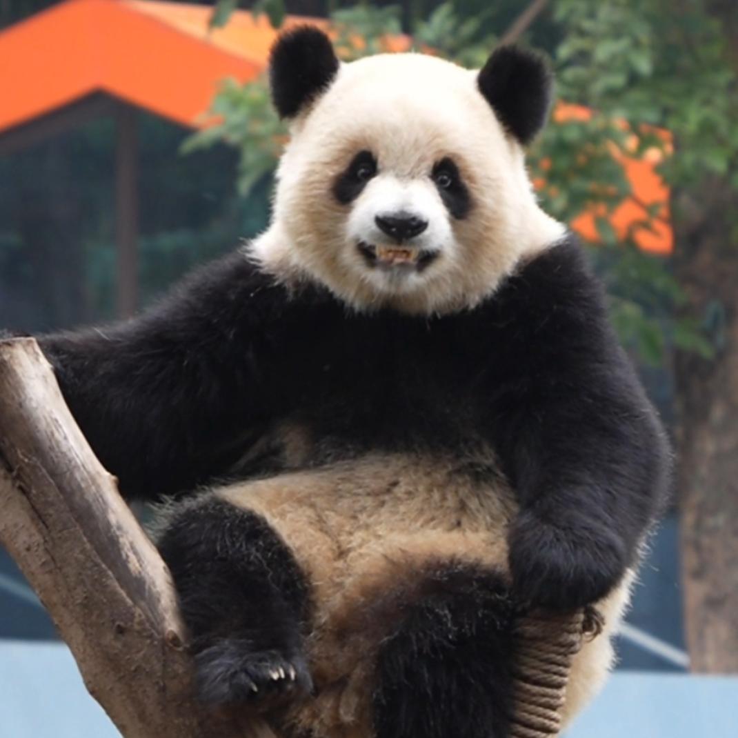 渝来渝可爱