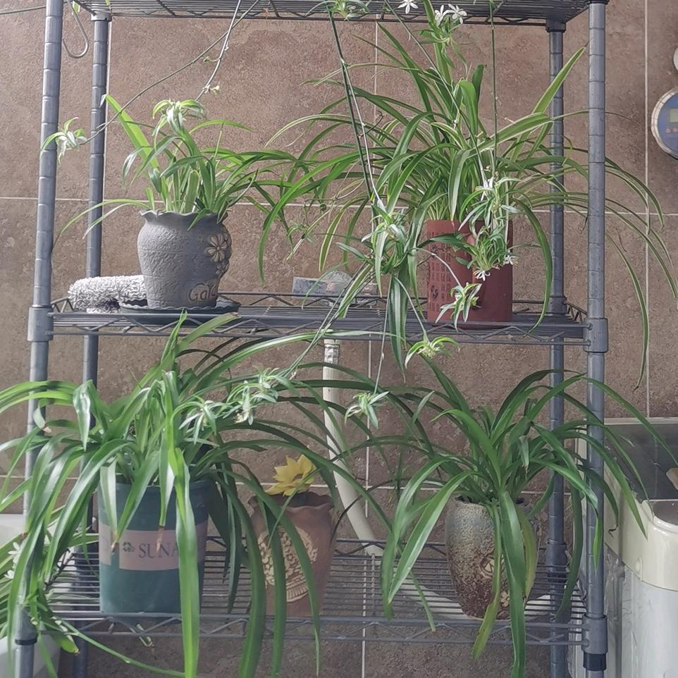 莎莎