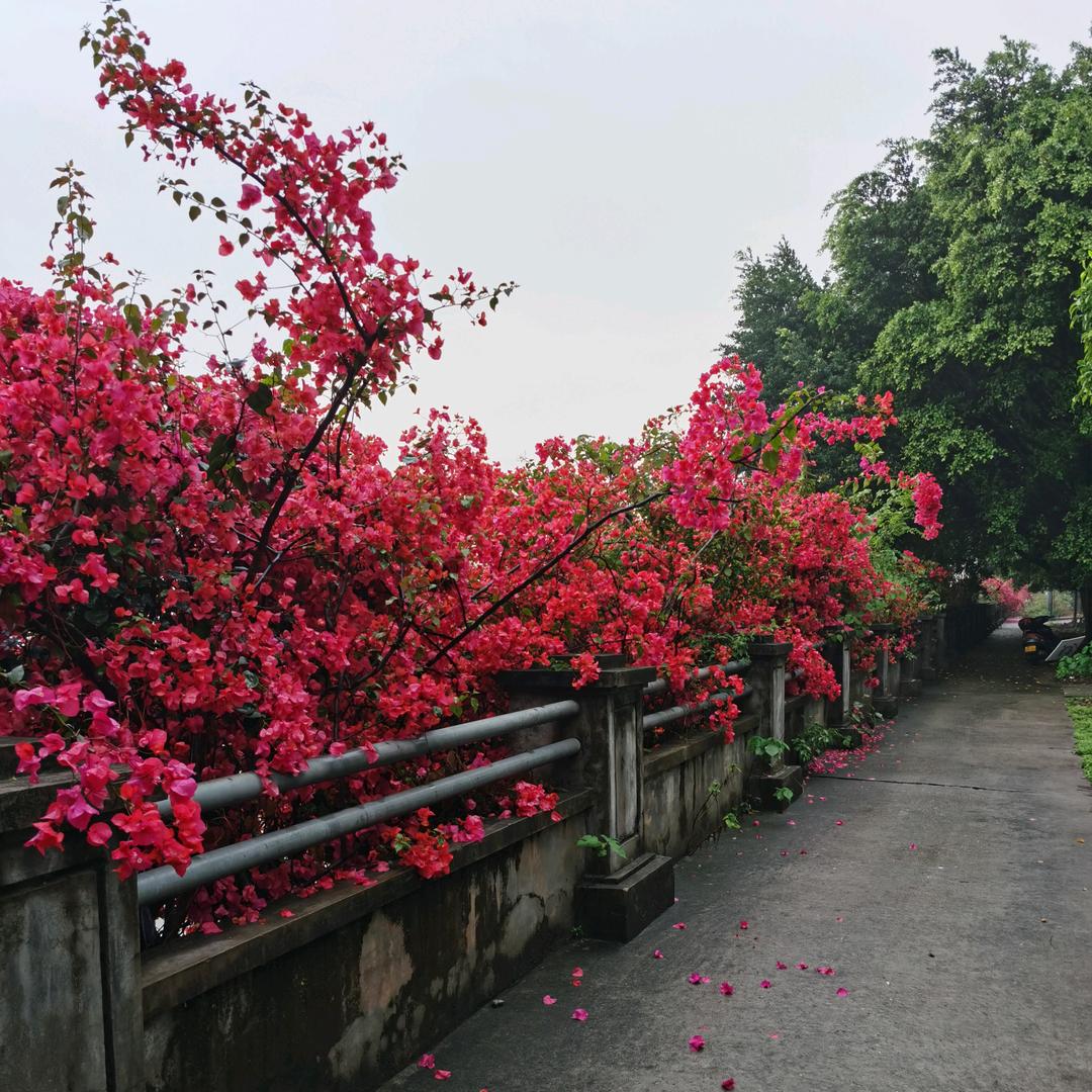阿锋