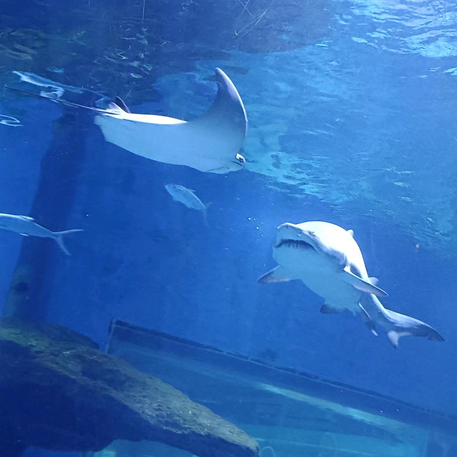 ༃🐉雲龍🐉༃