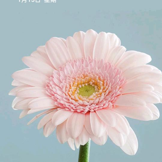 我姑酌彼兕觥