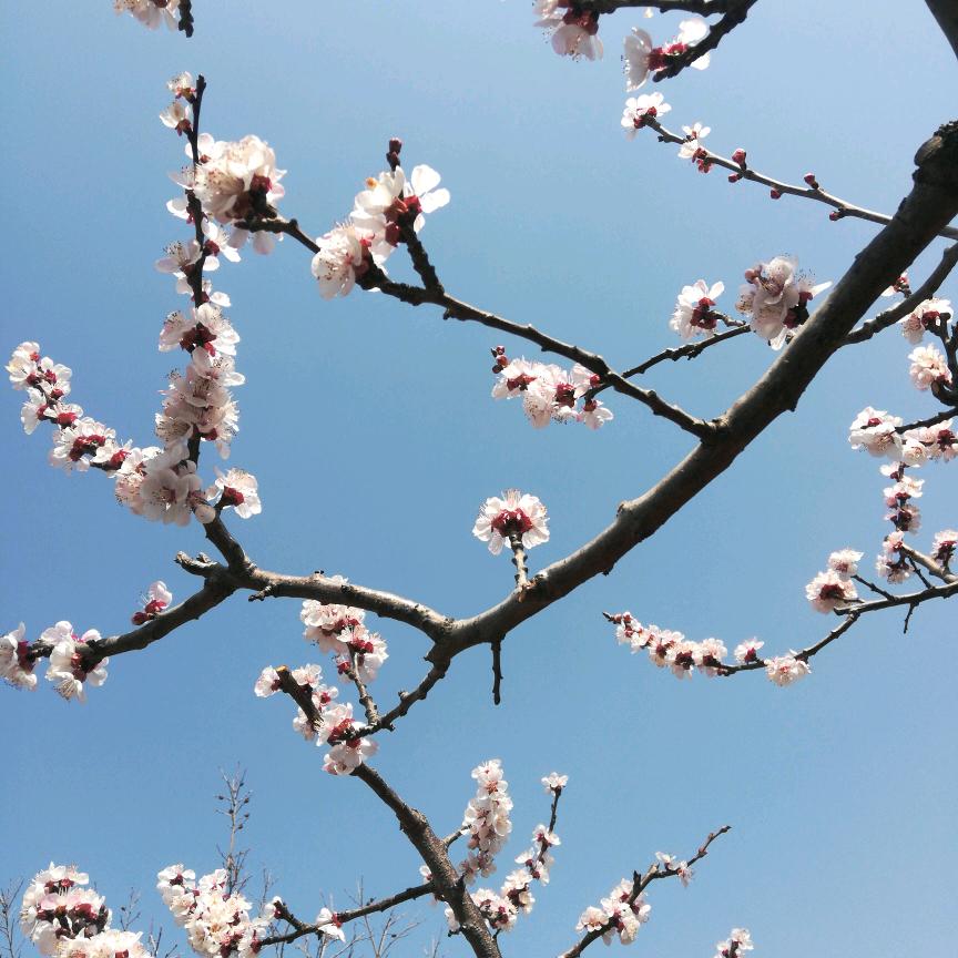 平淡茶
