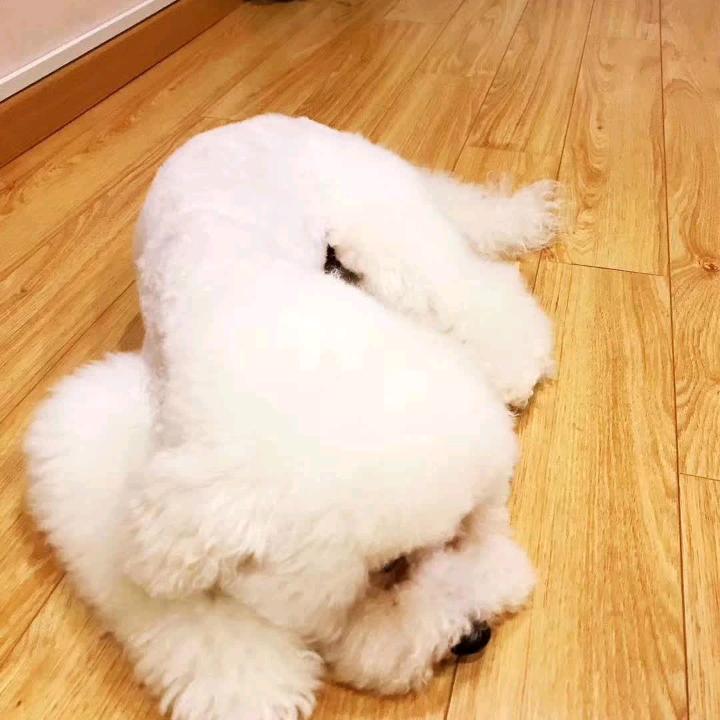 暗夜精灵1