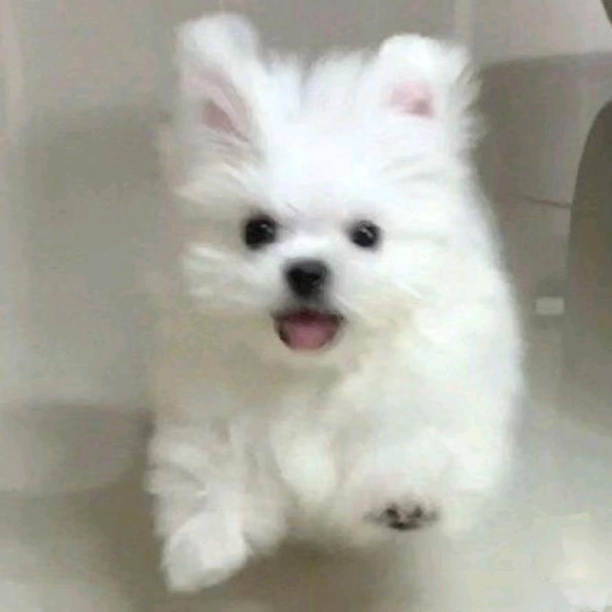 小猪小猪肥嘟嘟