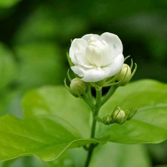 茉莉花开