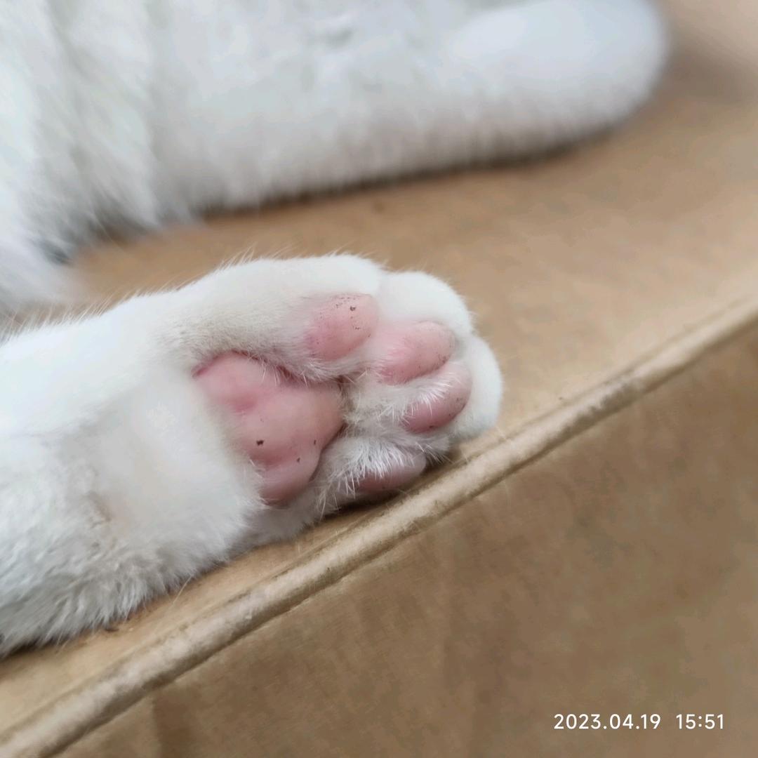 一小一