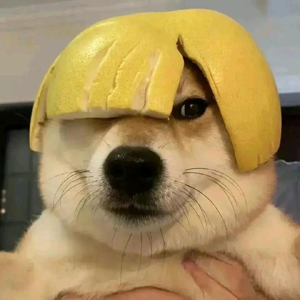 瓜皮大王