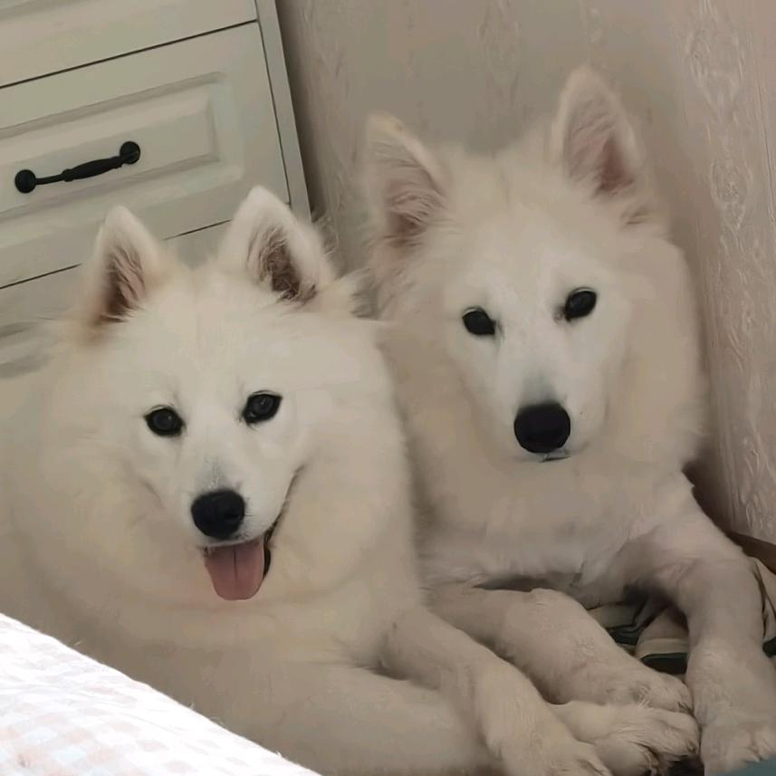 芭比，Timi，是两个黏人精