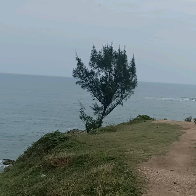 梨楽