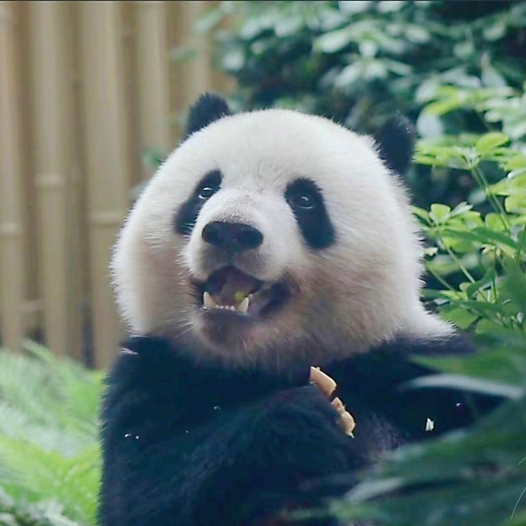 MuMu子头像