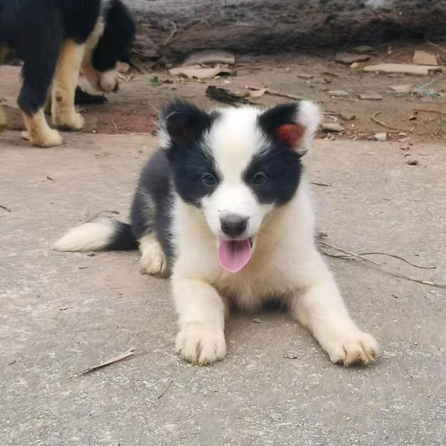 与狗为伴与猫为舞与蜂为邻与妻相守