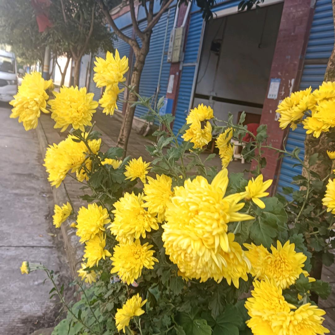 真心为什么换不来真心？我要坚强