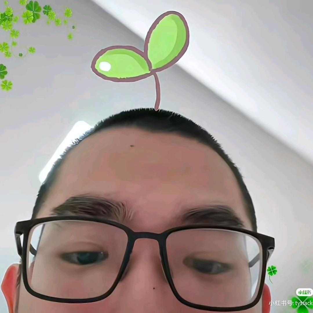 蛰伏在森林里的闪耀大狗熊