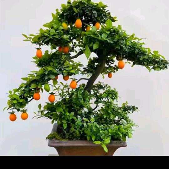 二哥古方（非遗）瘦