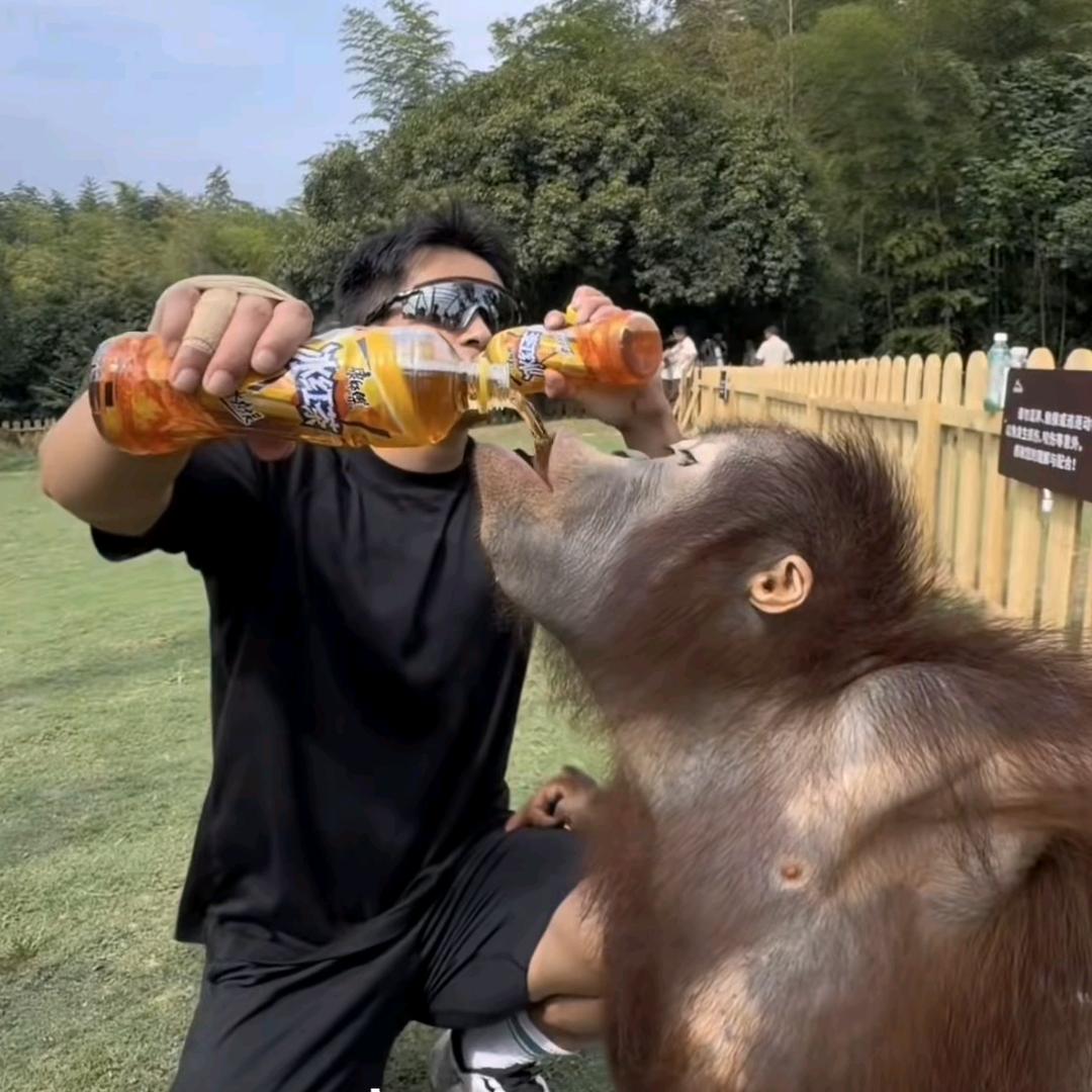 菠萝吹雪大战美羊羊