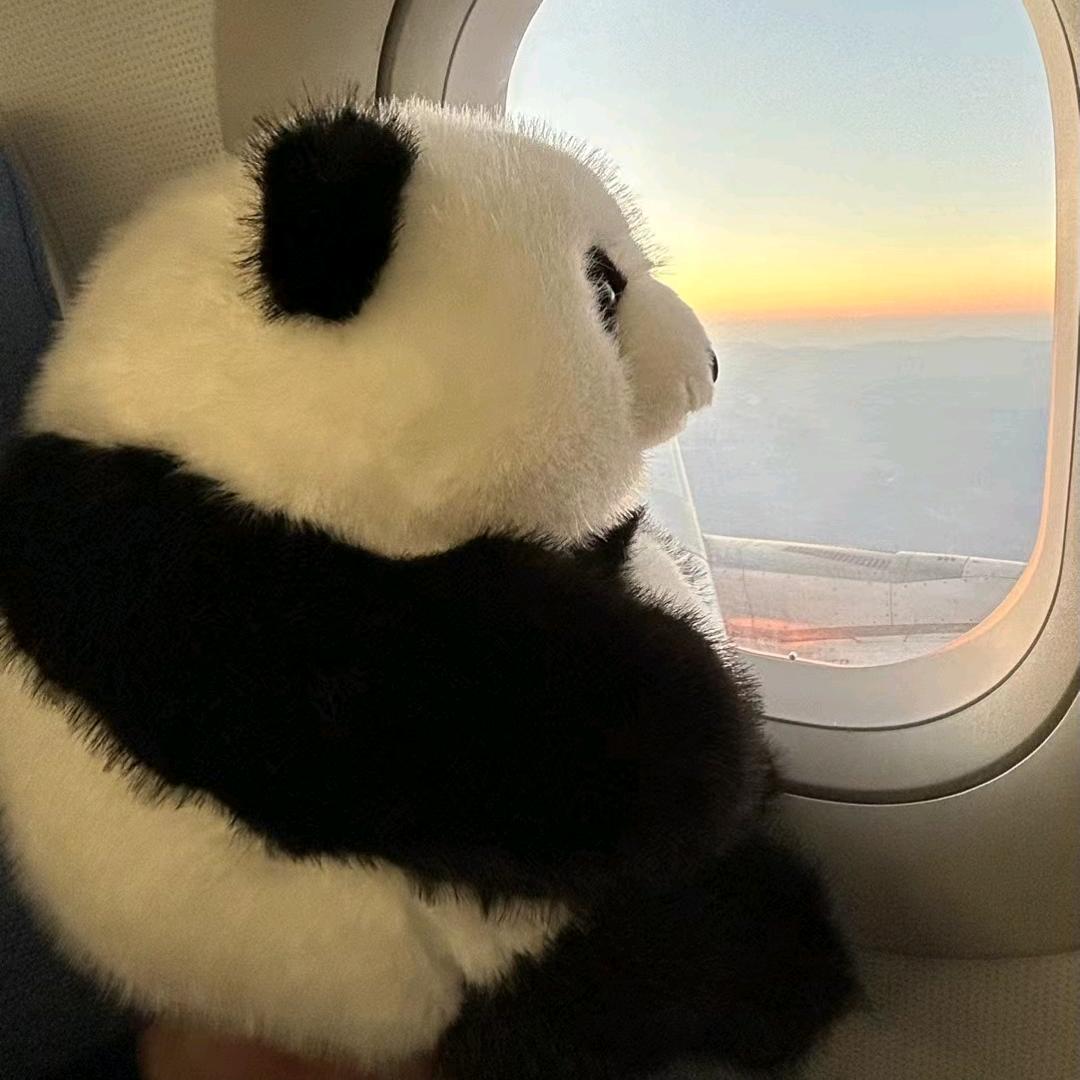 小巴嘟嘟