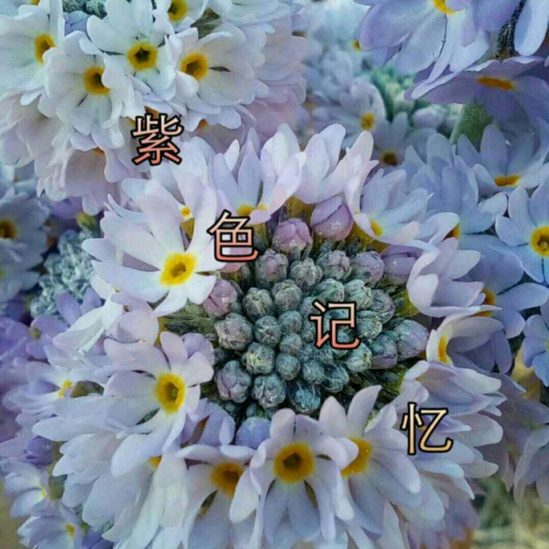 ঞৣঁꦿ紫💞色💕记💞忆ৣঞᩚ᭄