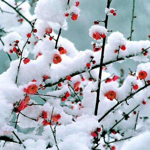 雪里梅花